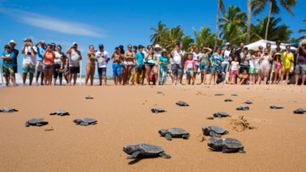 O Projeto TAMAR em Ubatuba celebra um marco importante na proteção da vida marinha
